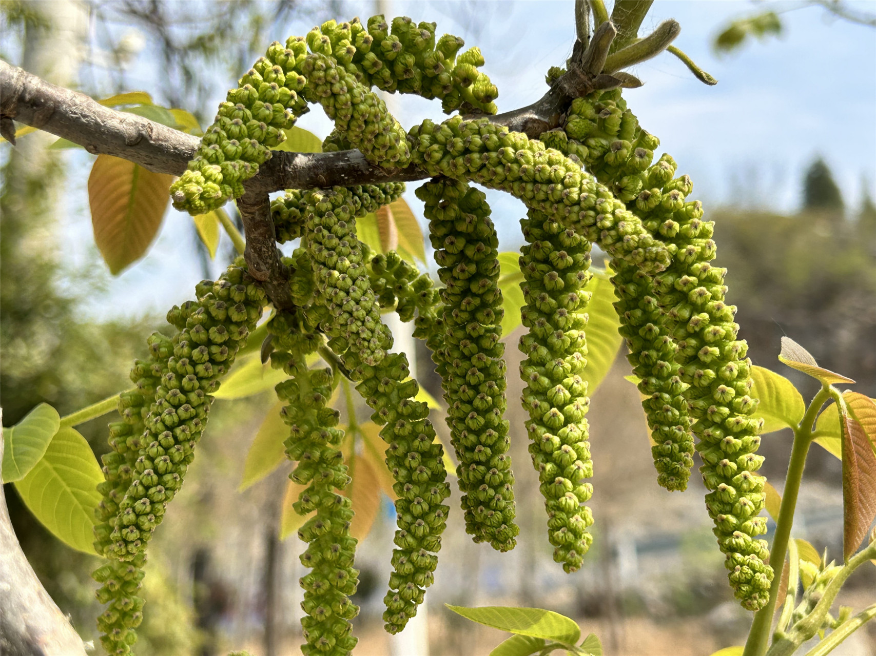每年的这个季节,核桃树都会开出花穗挂在树枝上,一串串和风铃一样