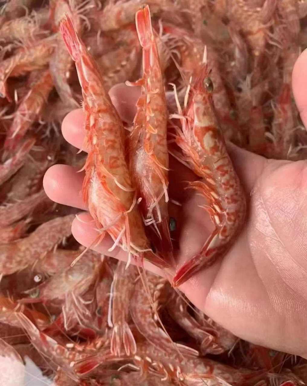 野生樱花虾 简单白灼即够爽口 经济 实惠