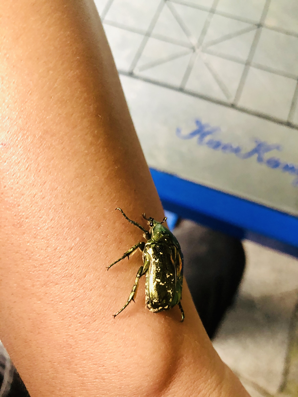 里的昆虫 | 东方星花金龟,原来也叫凸花金龟,也就是我们常说的金龟子!