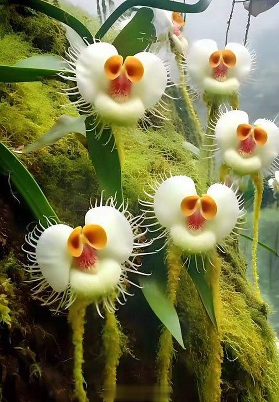 神奇的猴面兰花 ,真是让人惊艳,也感谢那些摄影师让我们目睹他们的