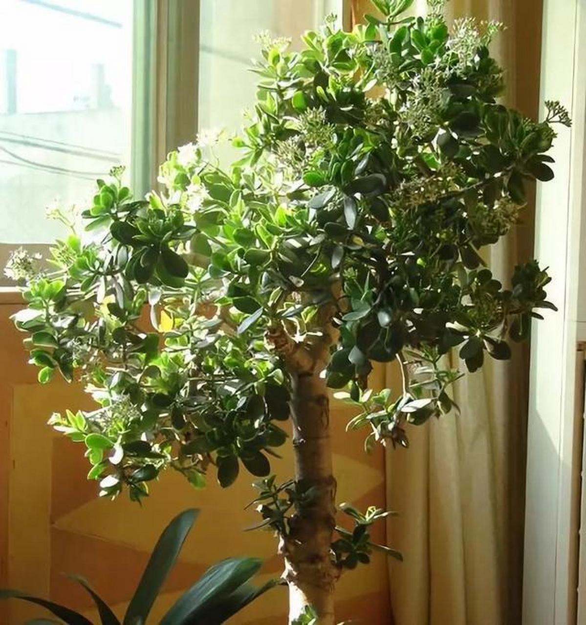 玉树被称为厚脸皮,死不了,十分好养 [圣诞树][圣诞树]玉树是一种很