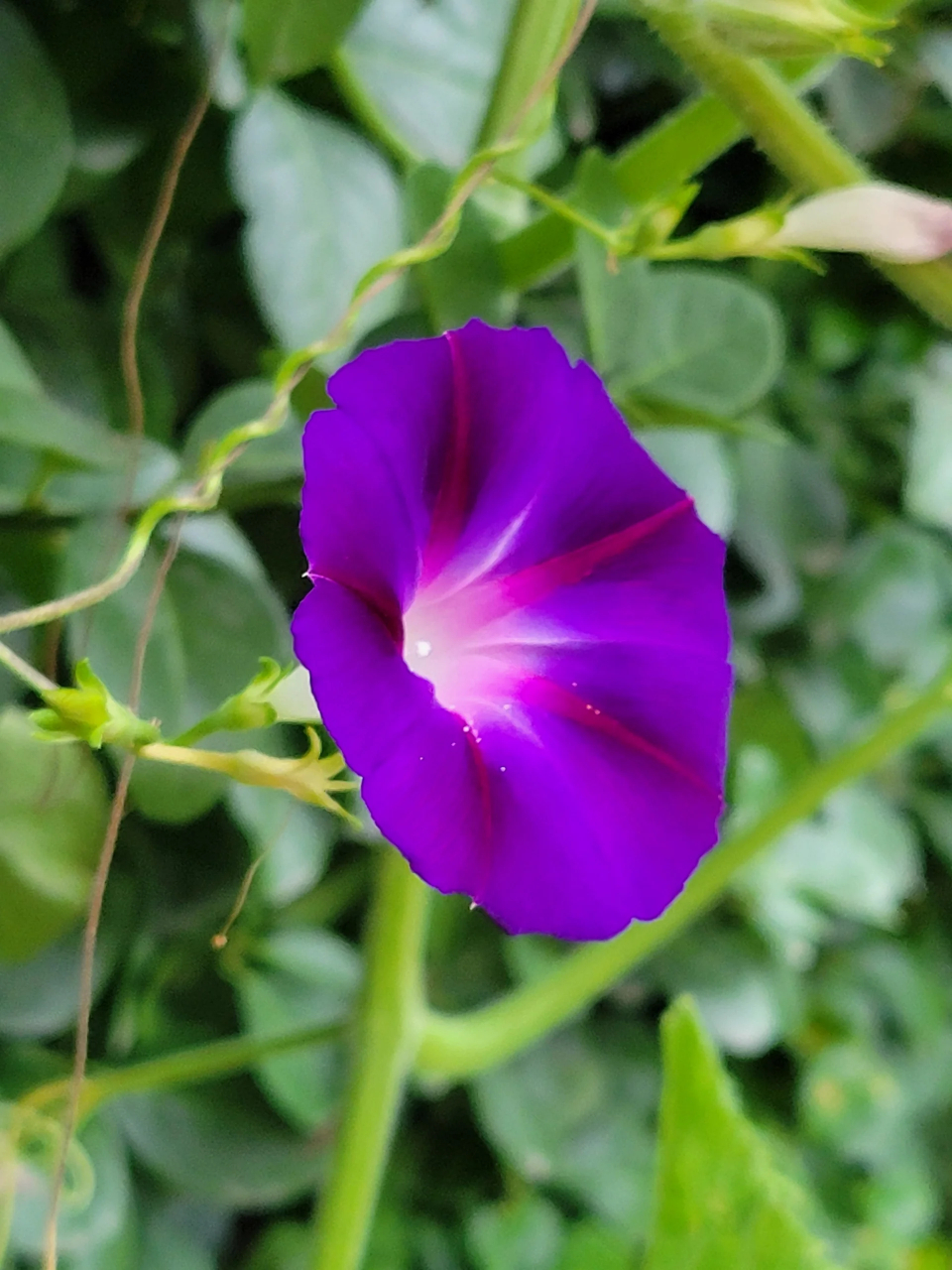 手机摄影 清晨,紫色朝颜花