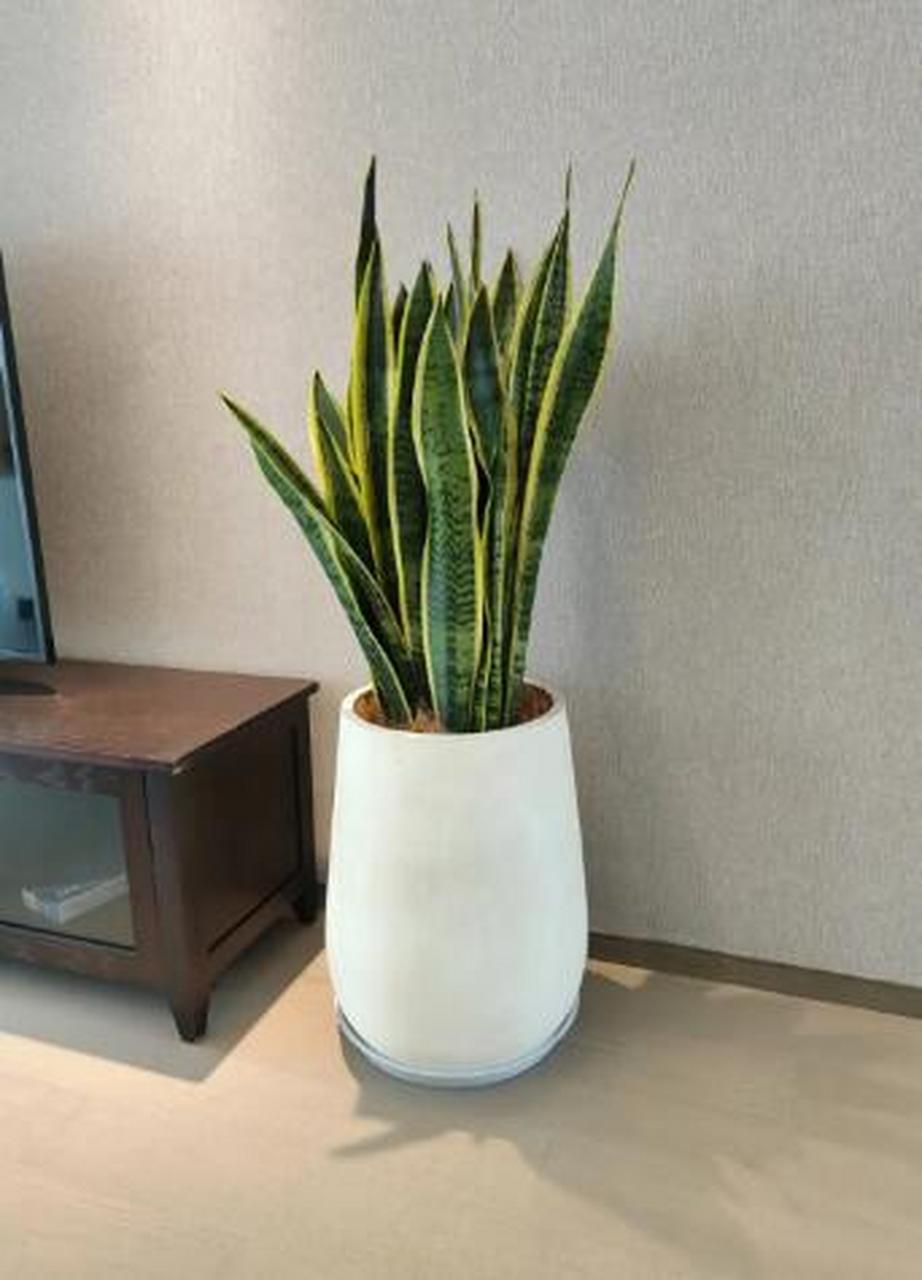 虎皮兰也叫做虎尾兰,是一种常见的家庭盆栽绿植,很多人把虎皮兰摆放