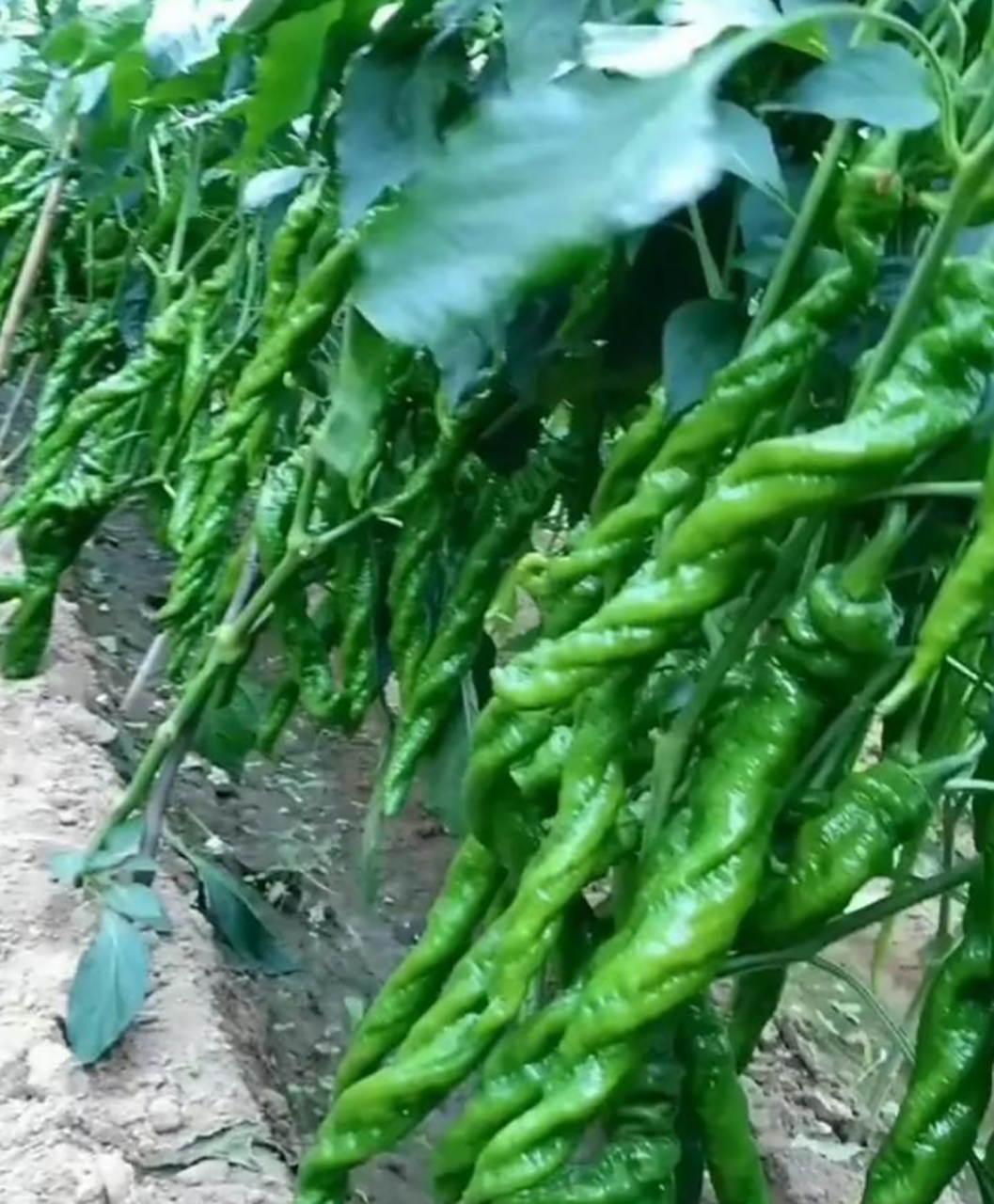 螺丝辣椒有吃过的吗,应该很好吃吧.