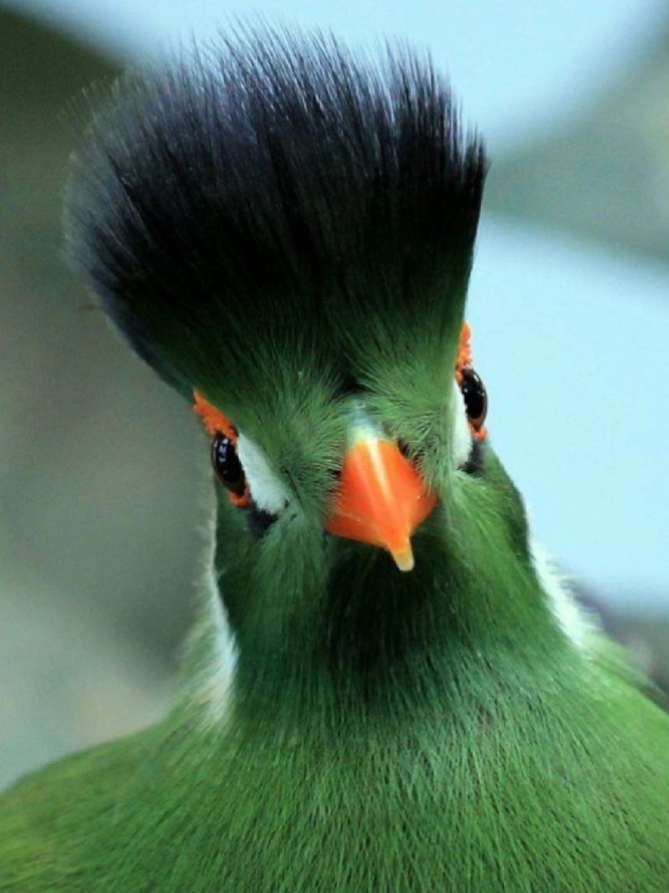 每天陪孩子一起瞧动物 名称:白颊冠蕉鹃(tauraco leucotis) 分类:动物