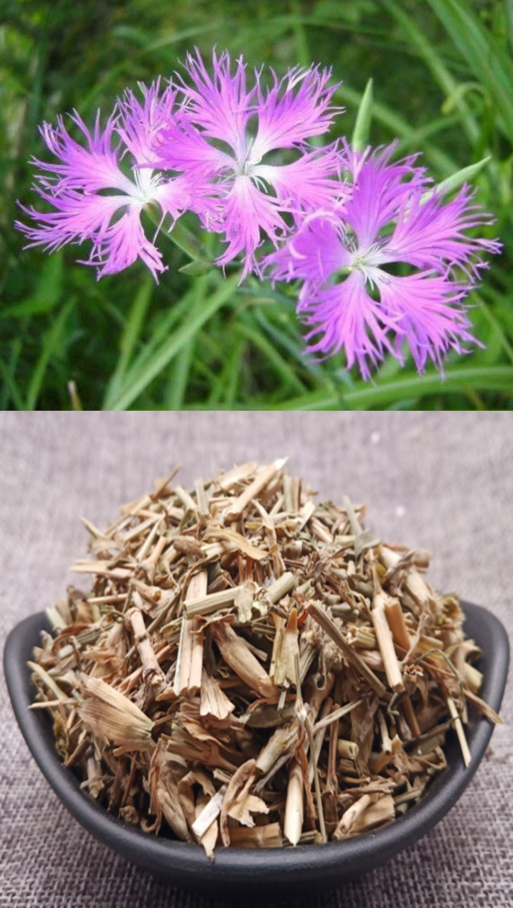 瞿麦听着好像是一种农作物,但其实它是草本植物,开淡紫色的花,还可以