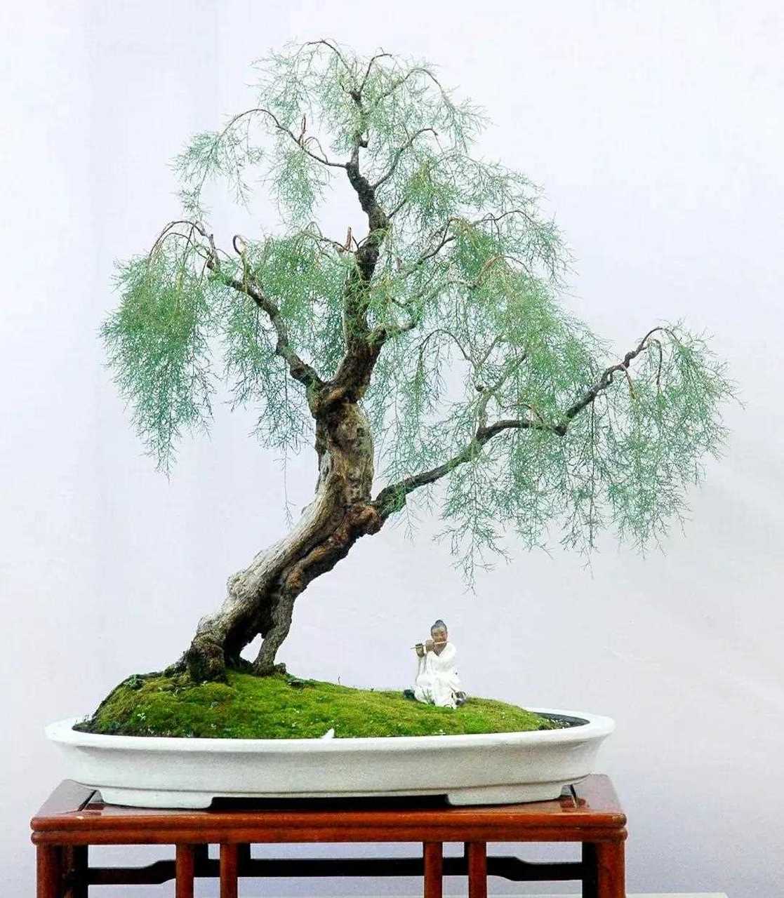 景致典雅 内涵丰富  境界高远  柽柳盆景佳作欣赏