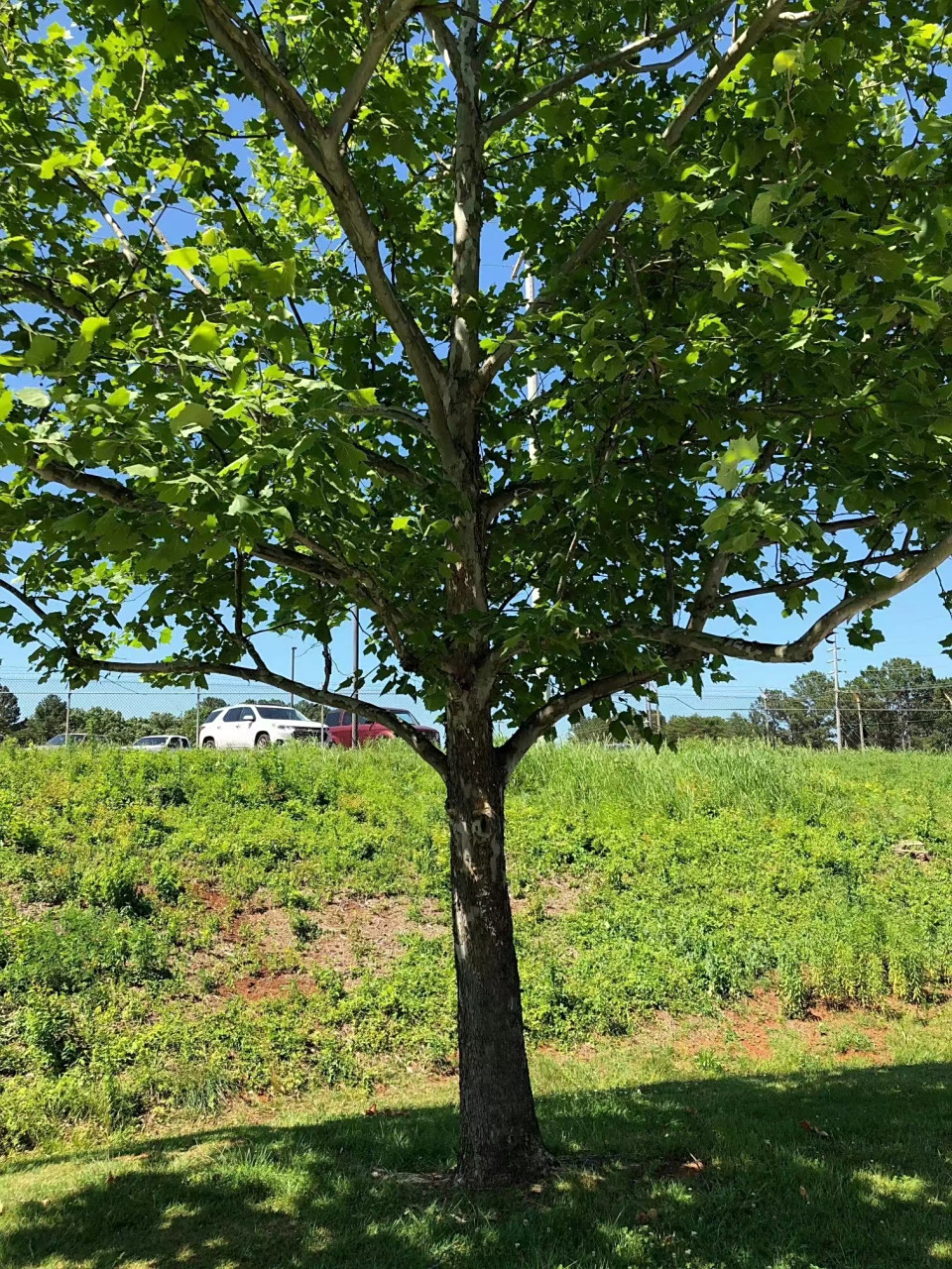 有个有趣的航天故事,阿波罗14号的三位宇航员之一的斯图尔特·罗萨