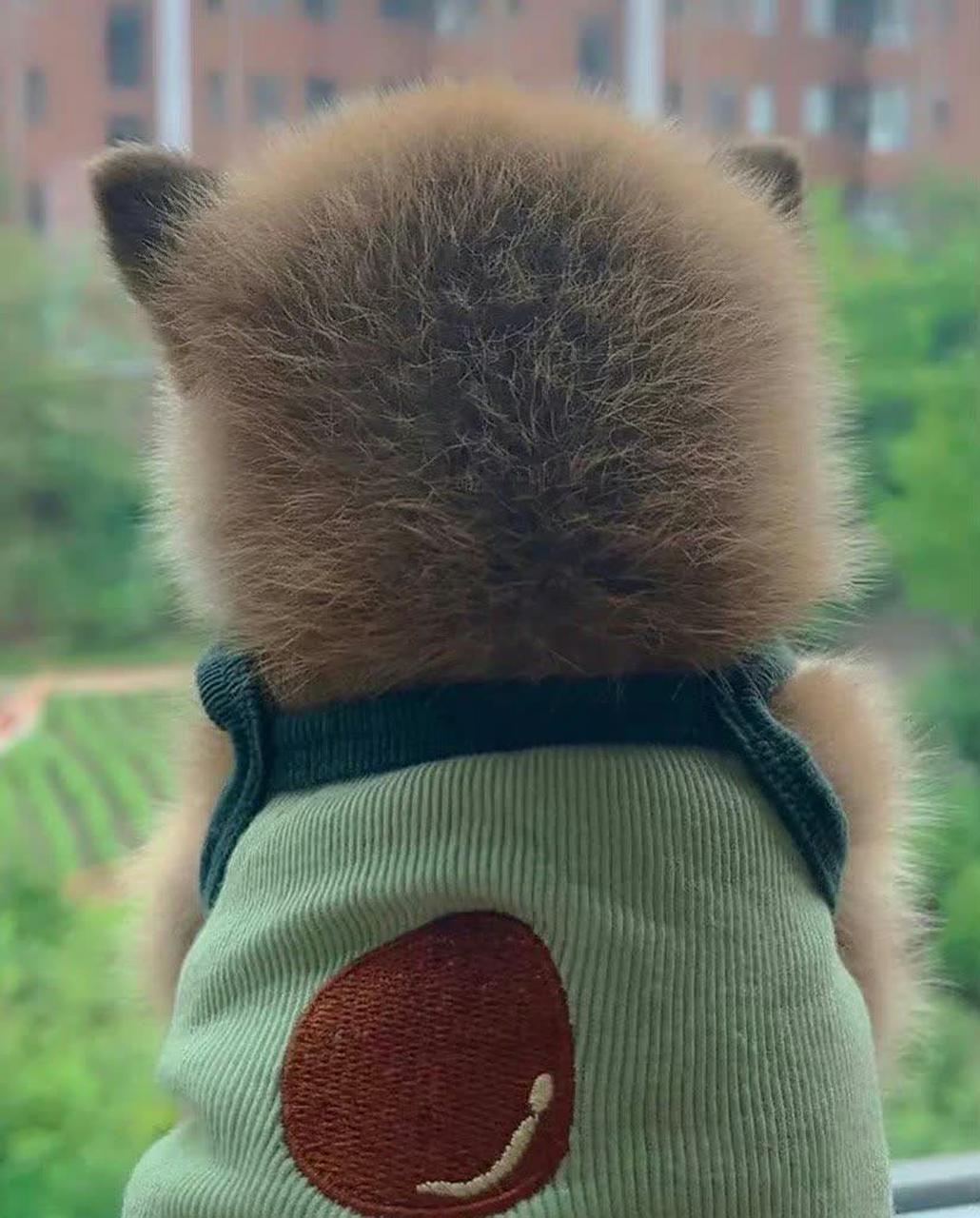 柴犬的背影让柴犬们非常激动.[滑稽][三哈][坏笑]