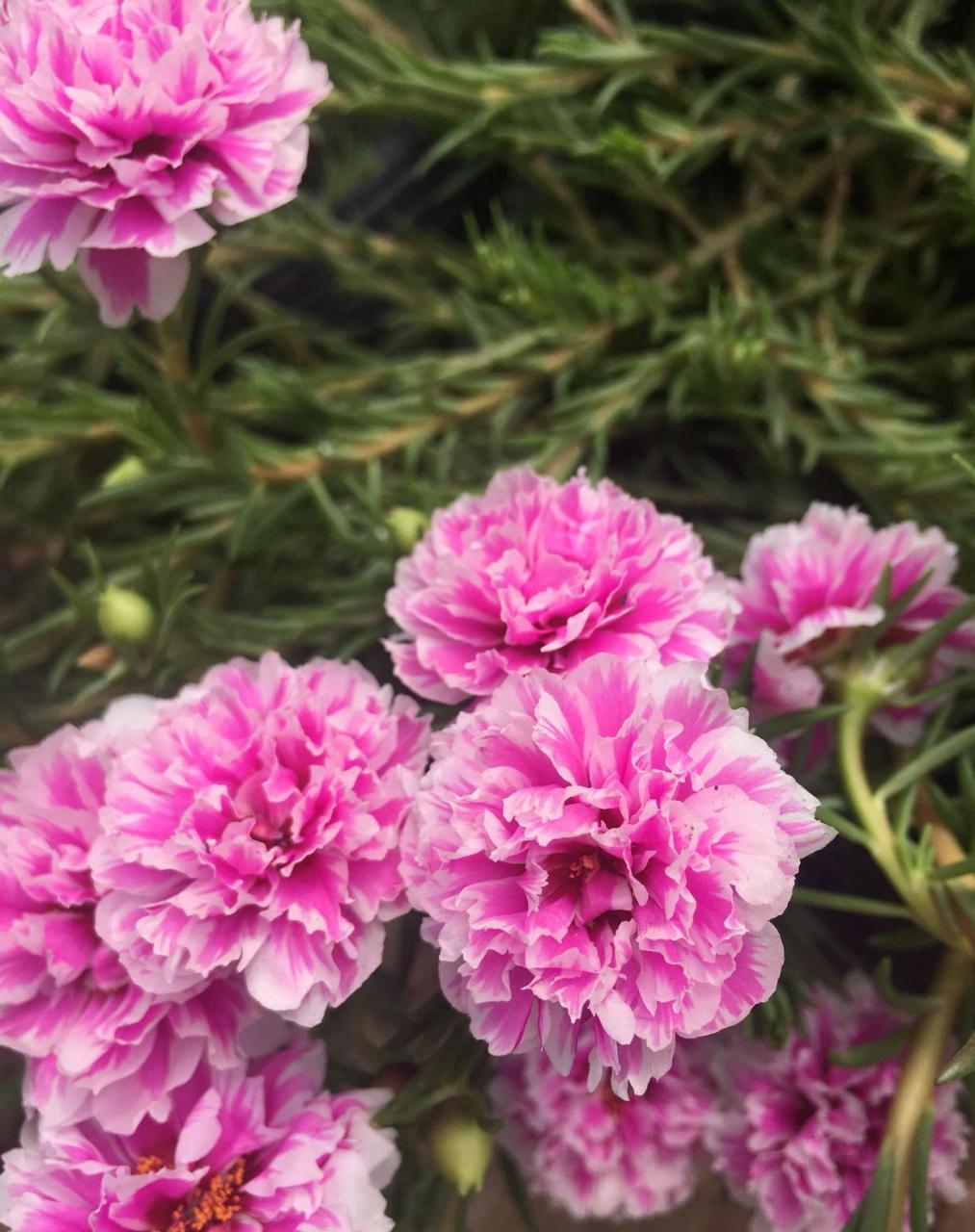 重瓣太阳花"粉色芙蓉",一个非常受花友喜爱的品种,株型低矮紧凑,长得