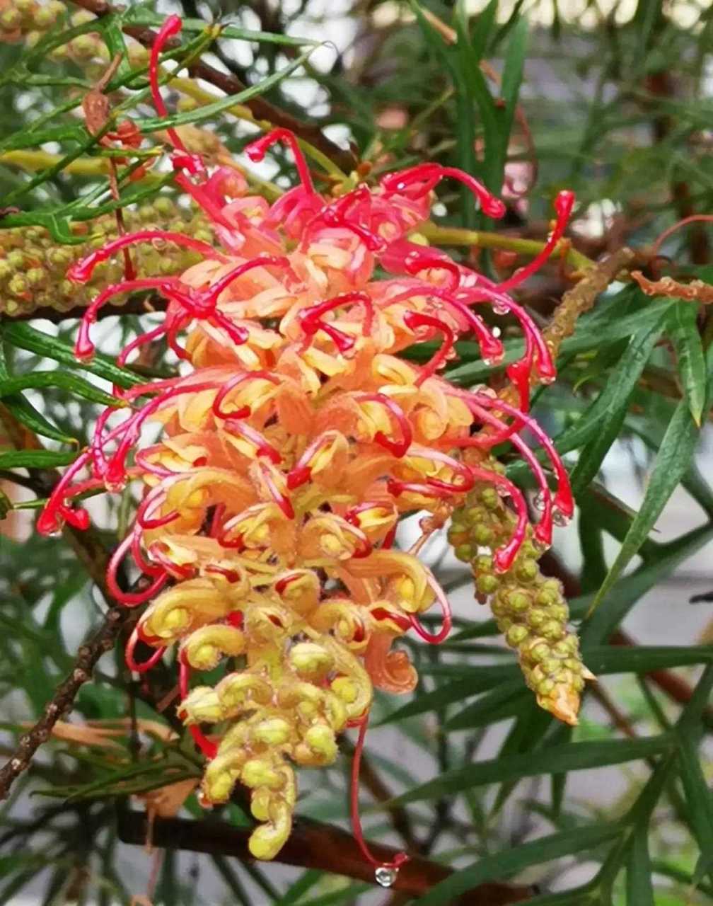 红花银桦,花色鲜艳,绚丽夺目,令人赏心悦目.