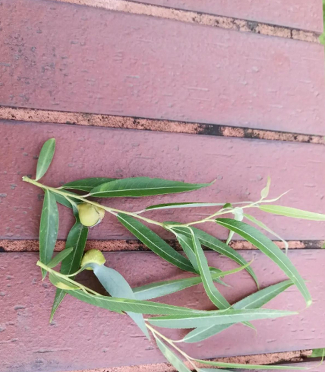 柳树开始结果了吗?