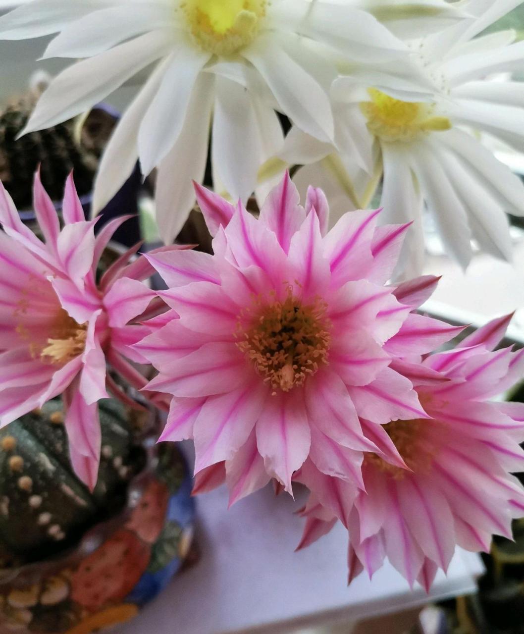 仙人球界的"女神"——粉花黑金刚,专为观赏而生的园艺品种,由毛花柱和