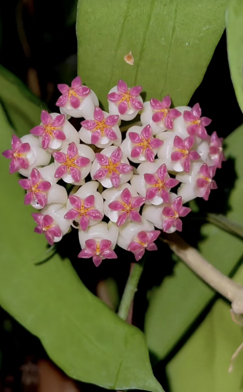 [期待][期待]春天的浪漫,鲜花占一半,开花的"丽雅球兰"太好看了,开得