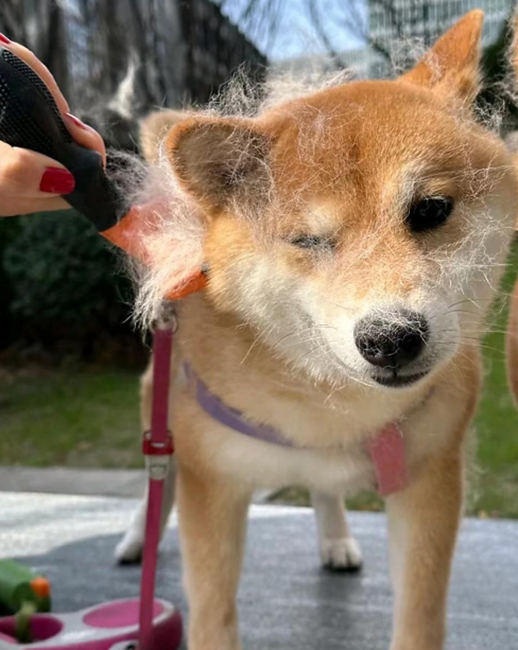 掉毛的掉的,有点像拔丝柴犬