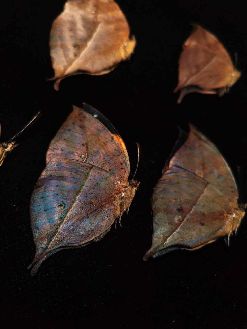 一组枯叶蝶  一组精美的枯叶蝶标本,它们身披着各种形态的枯叶图案