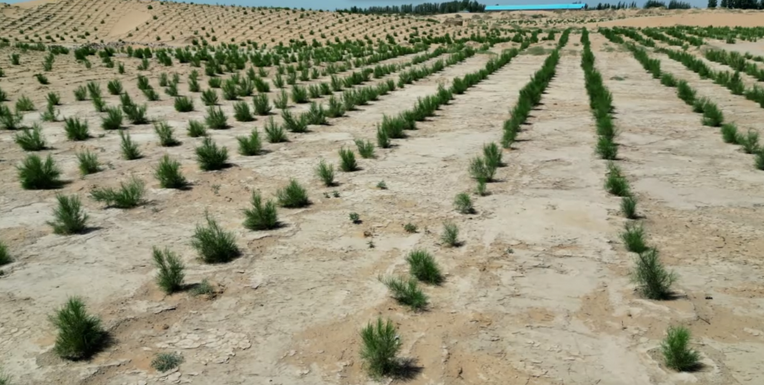 那颗梭梭树是你的呢