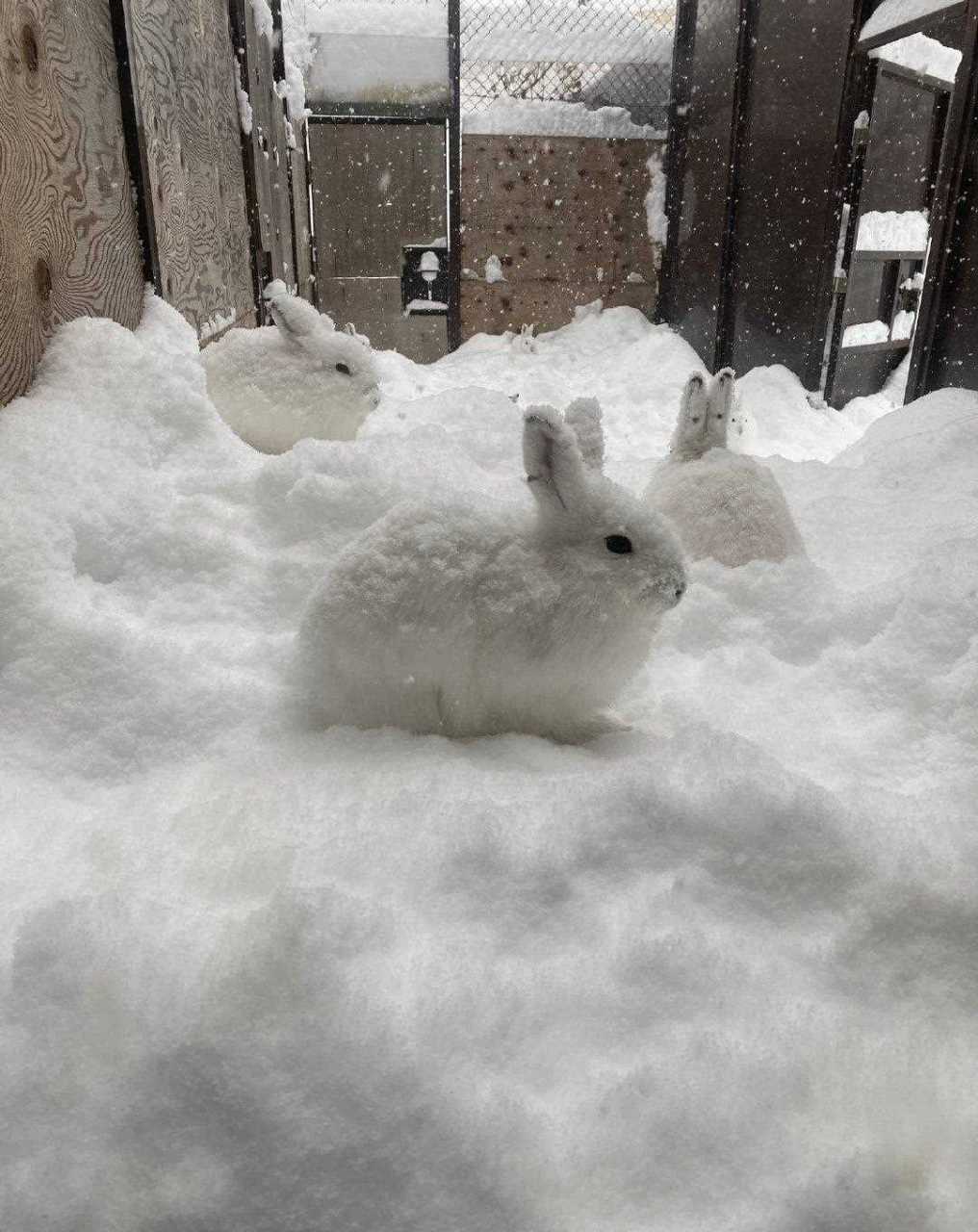 札幌市円山动物园的蝦夷雪兔,雪白皮毛跟雪景完美融合