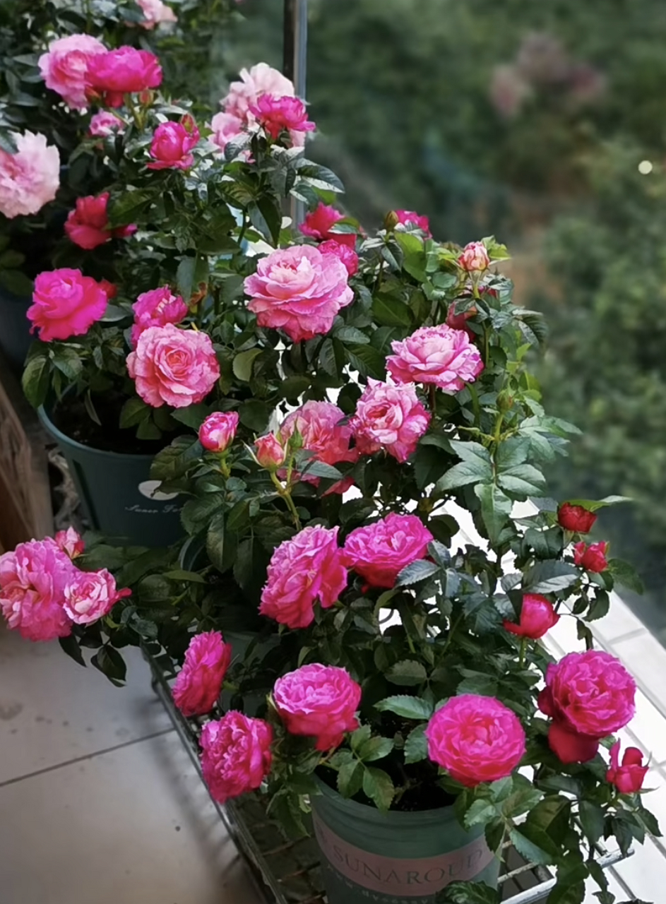 微型月季花"双子座阳台",海神王的芽变品种,植株低矮紧凑,高仅有30-40