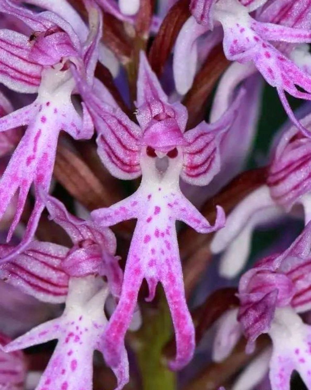 奇葩植物盘点1——植物也过万圣节?