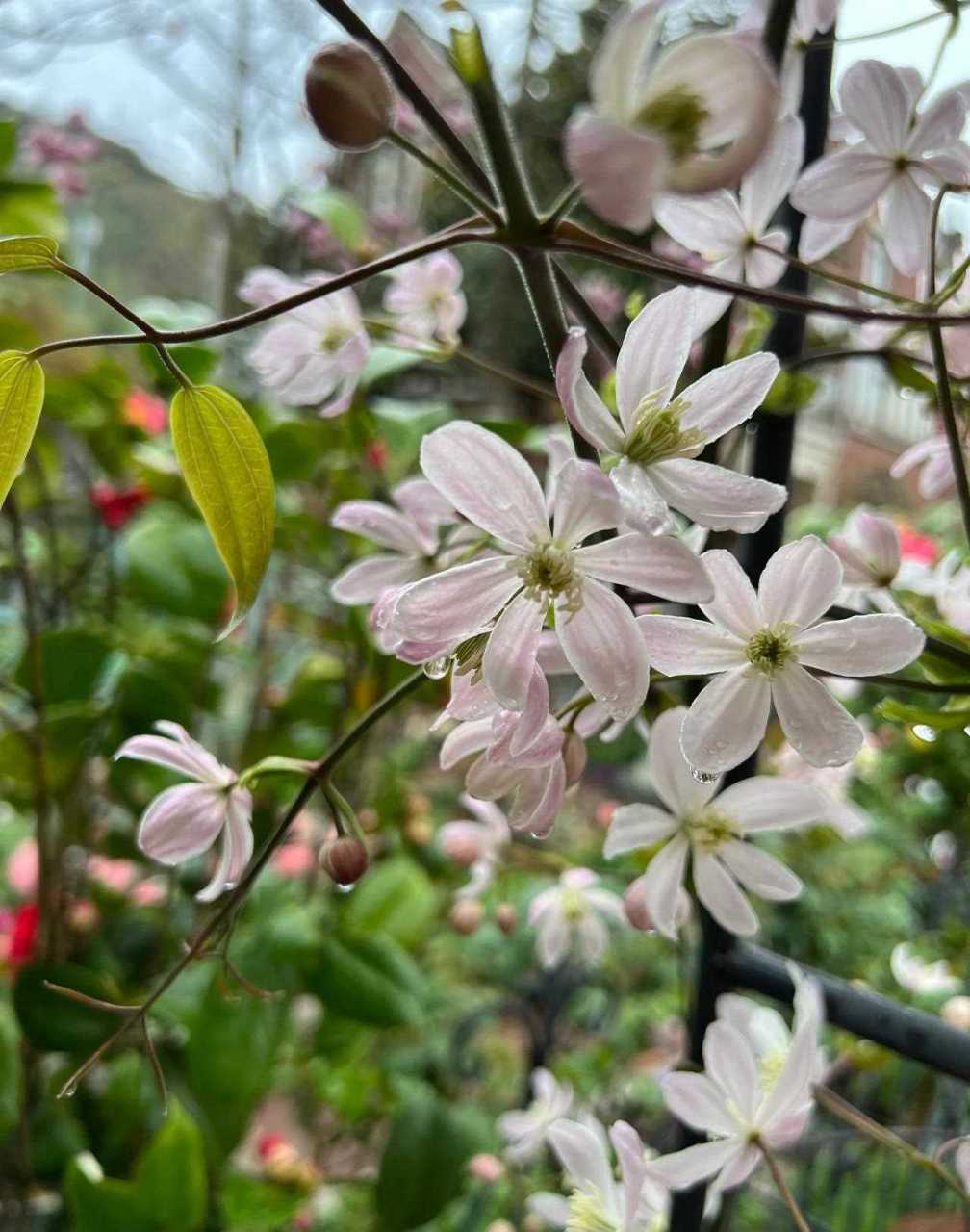 常绿铁线莲苹果花   我种路边就是给路人看的[灵光一闪]