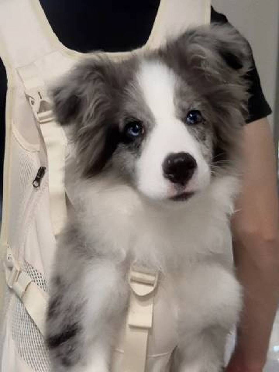 救命!被这只陨石边牧帅到了