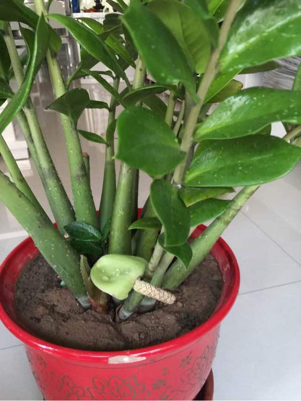 家里的钱串子竟然开花?  真是第一次见,这种植物又叫金钱树.