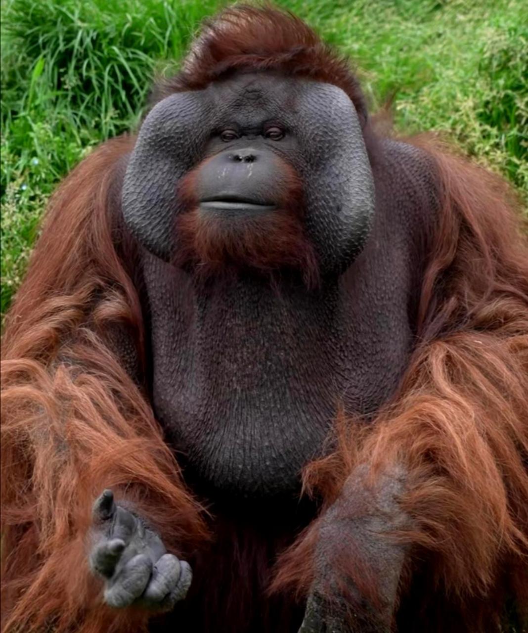 这只大猩猩是什么品种?它看起来很不起眼!