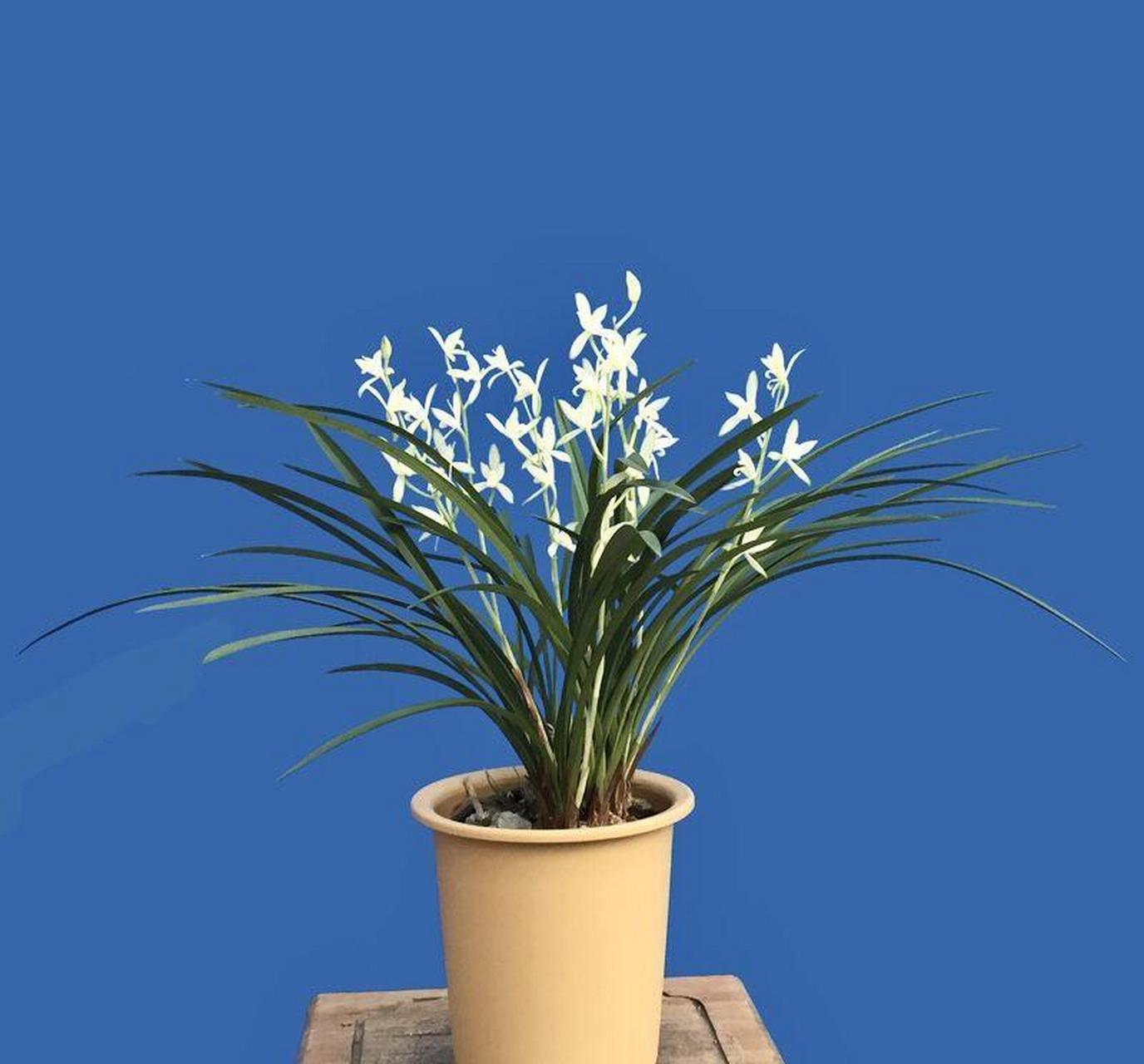 金嘴天香素,也叫金嘴银针素,属于建兰,大陆产白色素心品种,为铁骨素