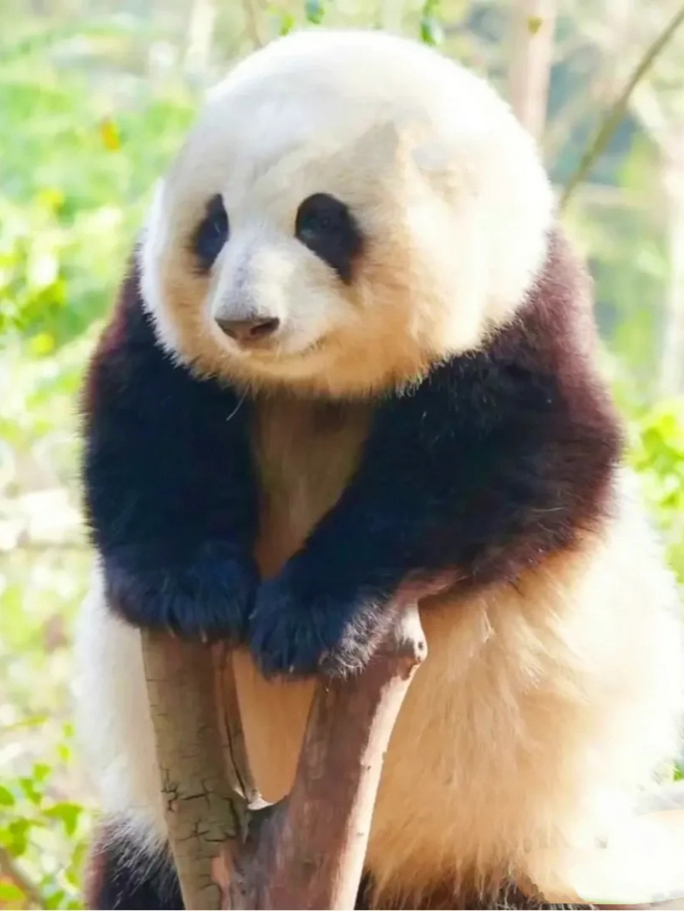 苹果手机熊猫耳朵壁纸图片