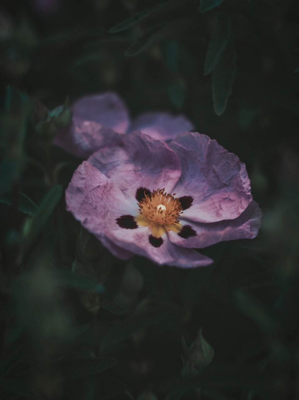 长得柔柔弱弱没想到是个纵火犯  岩蔷薇的花语是"拒绝"和"敏感",这