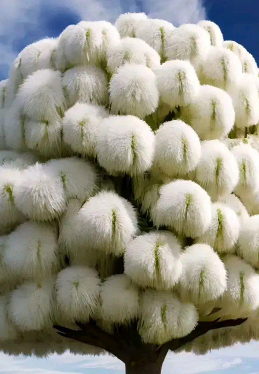 你的名字叫白榕树