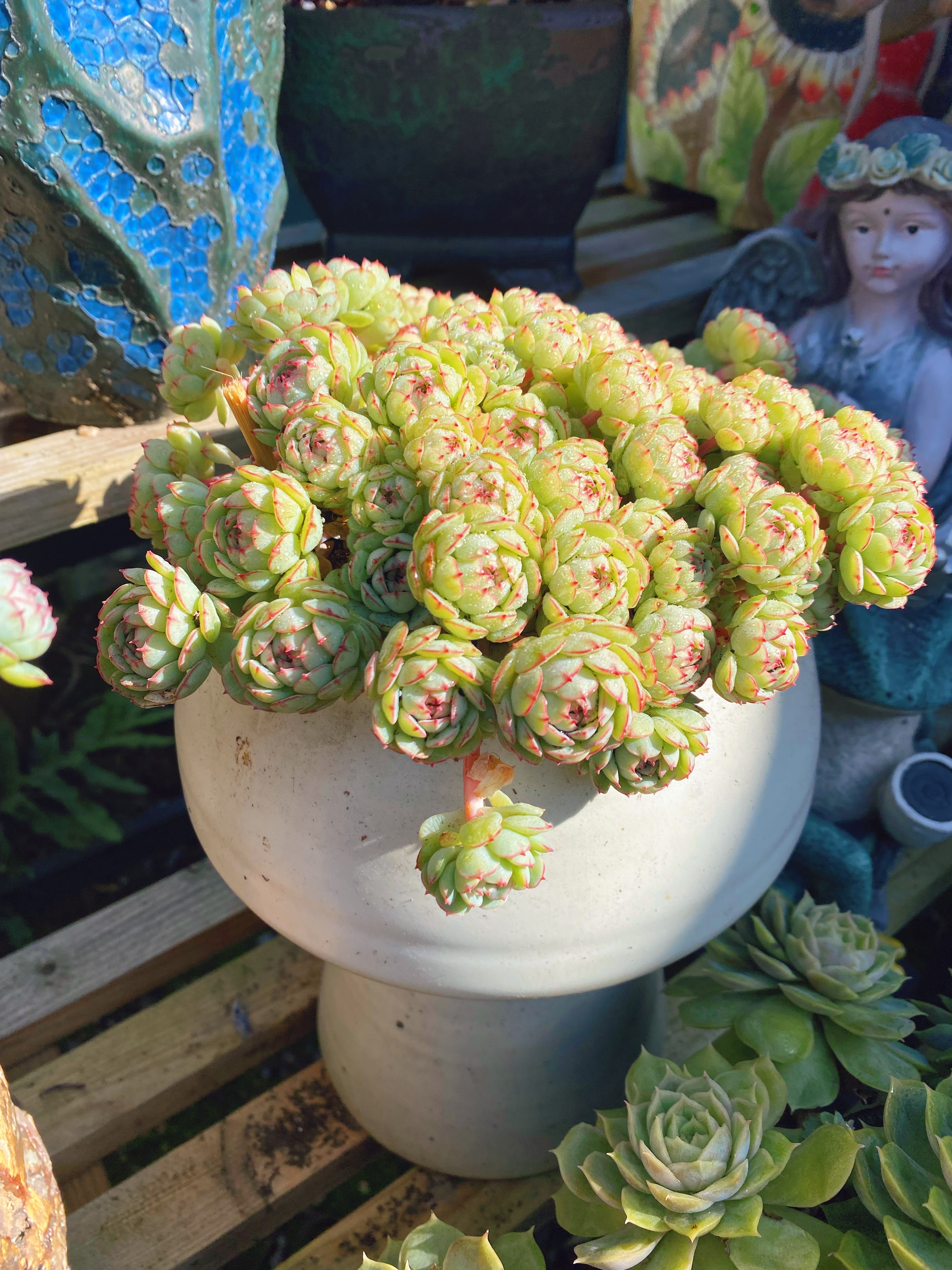 金秋图文动态创作节# 多肉小红船,特别漂亮又不好养的多肉品种!