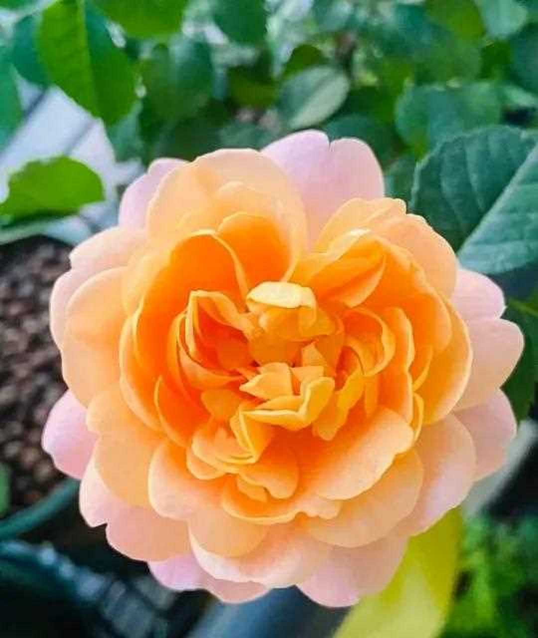 分享图片——美丽动人的伊芙花环姹紫嫣红,色彩斑斓各展芳容,争奇斗艳