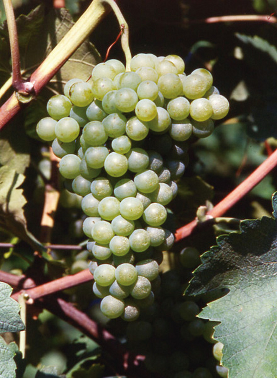 【paradox红酒星球小知识】 琼瑶浆(gewurztraminer) gewurztraminer