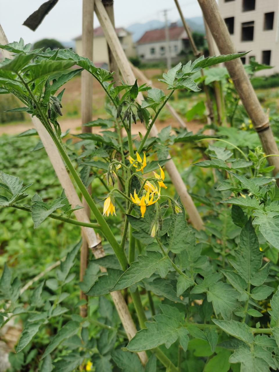 两颗西红柿树上面结满了西红柿 一根小枝上面都能长出好几个 现在还是