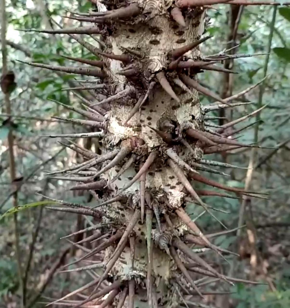 长满刺的树在深山中生长,是为了防止有人靠近.