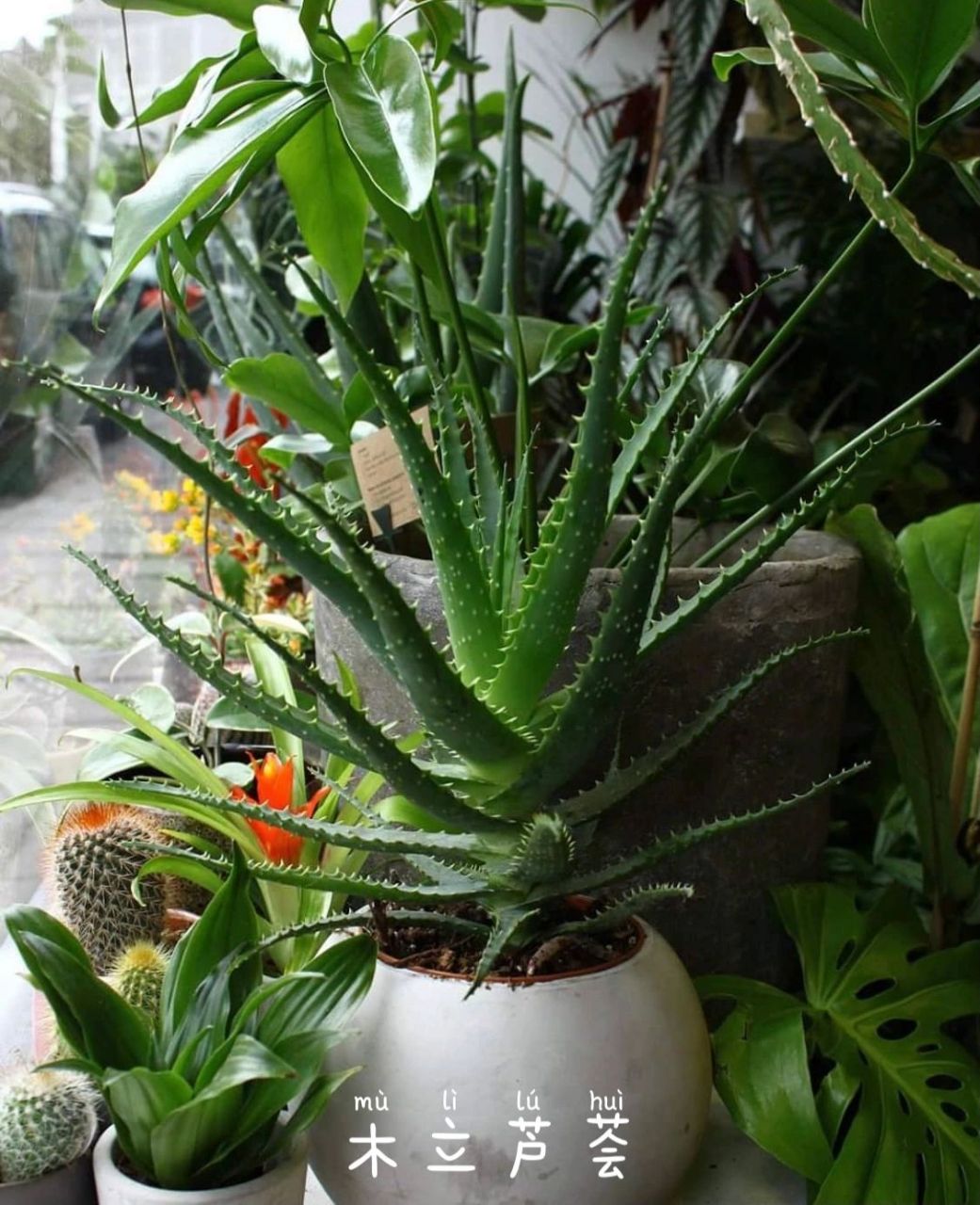 10个常见的芦荟品种介绍(千奇百怪) 芦荟是一种多年生草本植物,四季