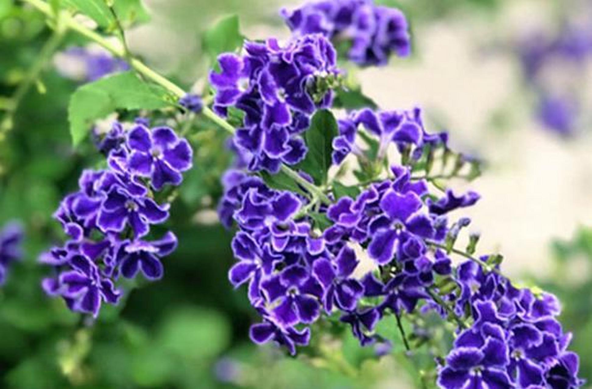 蕾丝金露花是马鞭草科金露花属的植物[星星]这种植物不仅名字很梦幻就