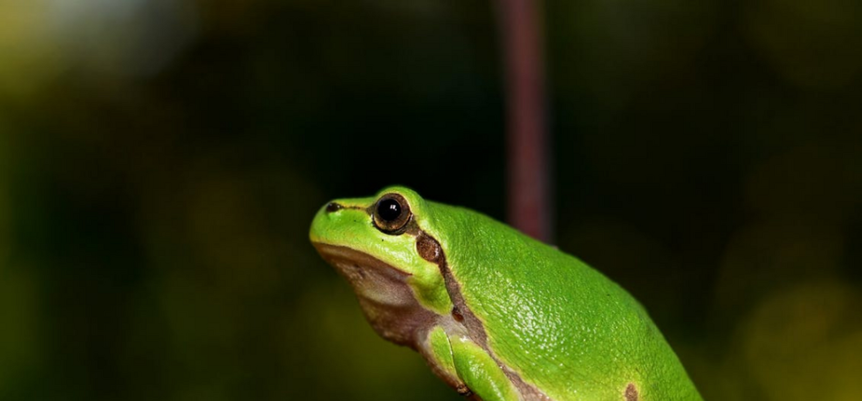 很长一段时间以来,英国人把法国人叫做"青蛙"(froggies),因为法国人