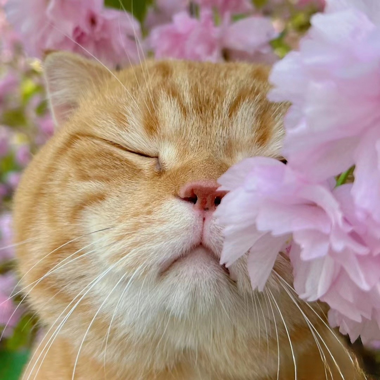 我寻思一只赏花的猫咪能有多美,直到我看到这只猫咪的照片:真的好美呀