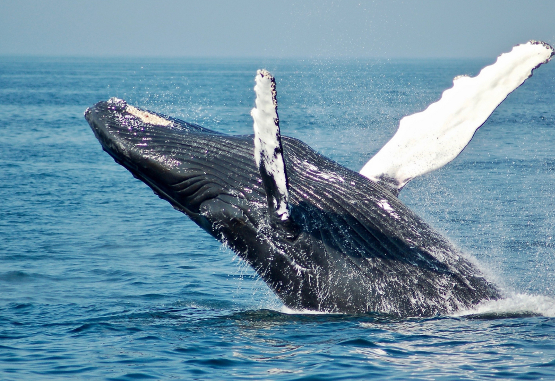 尽管须鲸的体型庞大,但是它们主要以小型鱼类,虾类和其它无脊椎动物