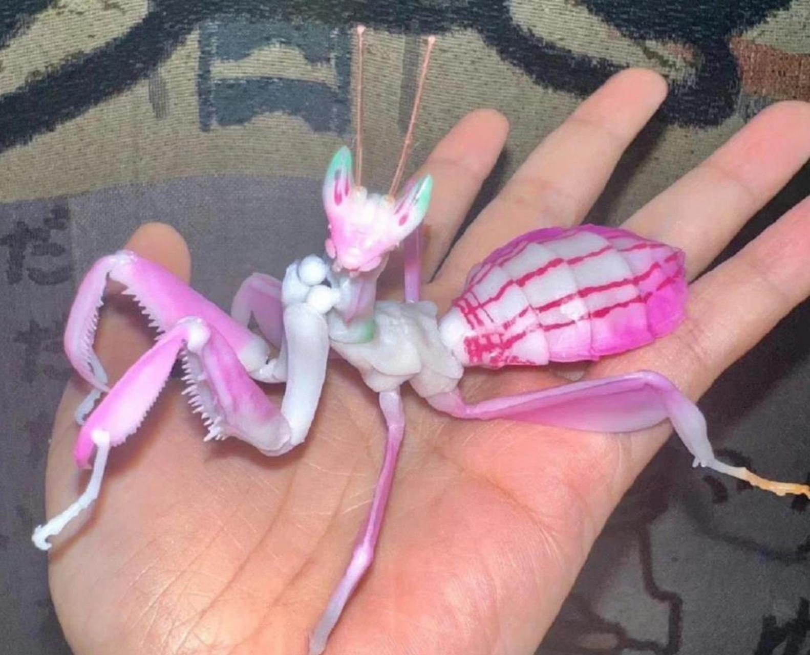 粉红色的螳螂见过没?