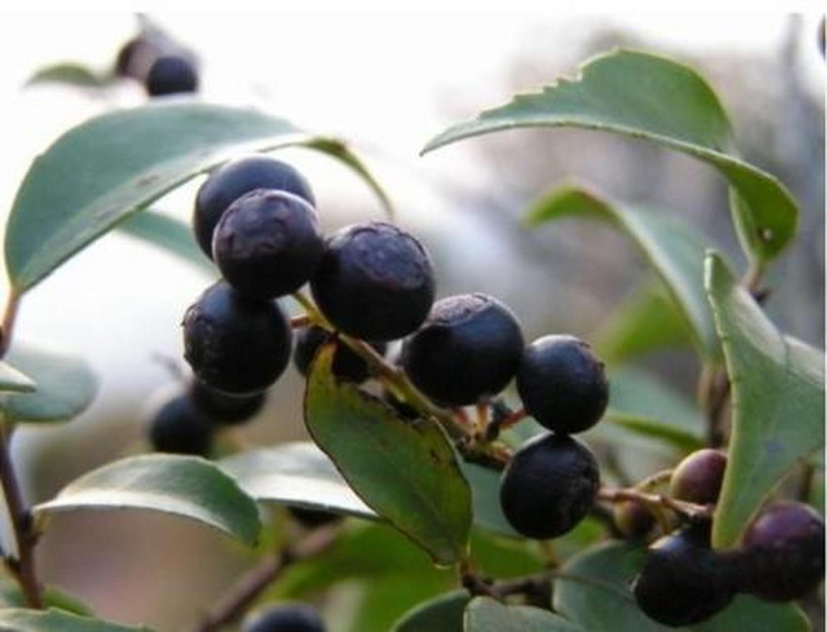 石光子,我们叫素毛仔仔,学名叫乌饭,跟蓝莓味道类似,这种野果果粒很小