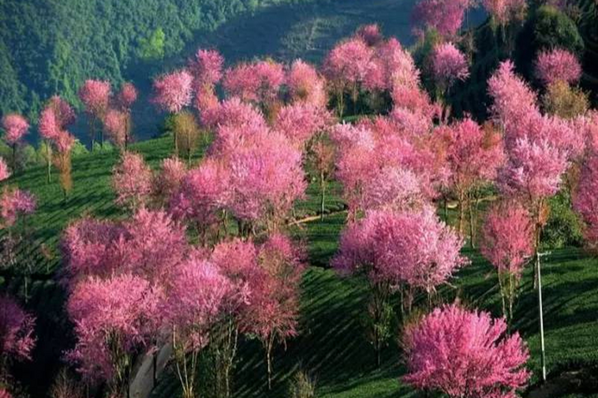 腾冲樱花谷,位于云南省腾冲县北海乡双坡村,是高黎贡山自然保护区的