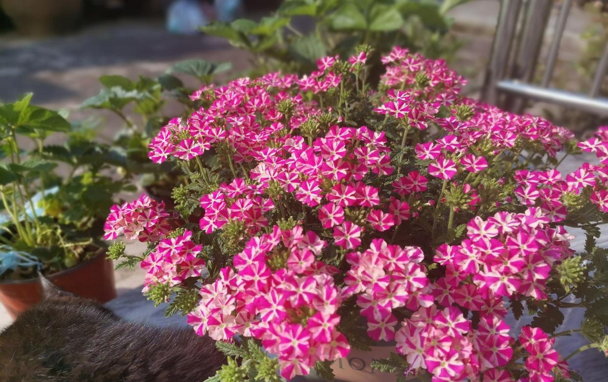 养棵"美女樱"吧,号称草本绣球花,植株低矮,分枝性好,株型丰满,开花量
