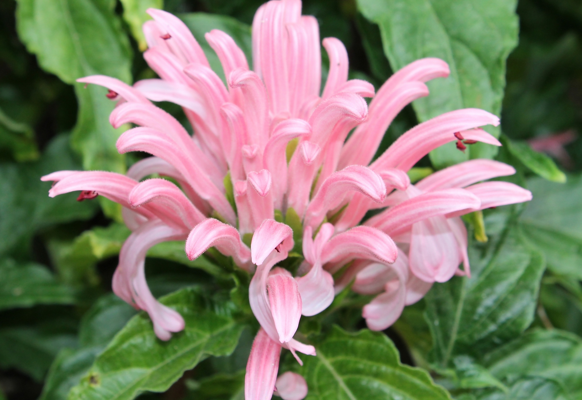 今天,小编就来和大家聊聊如何养殖珊瑚花以及注意事项,让你的珊瑚花