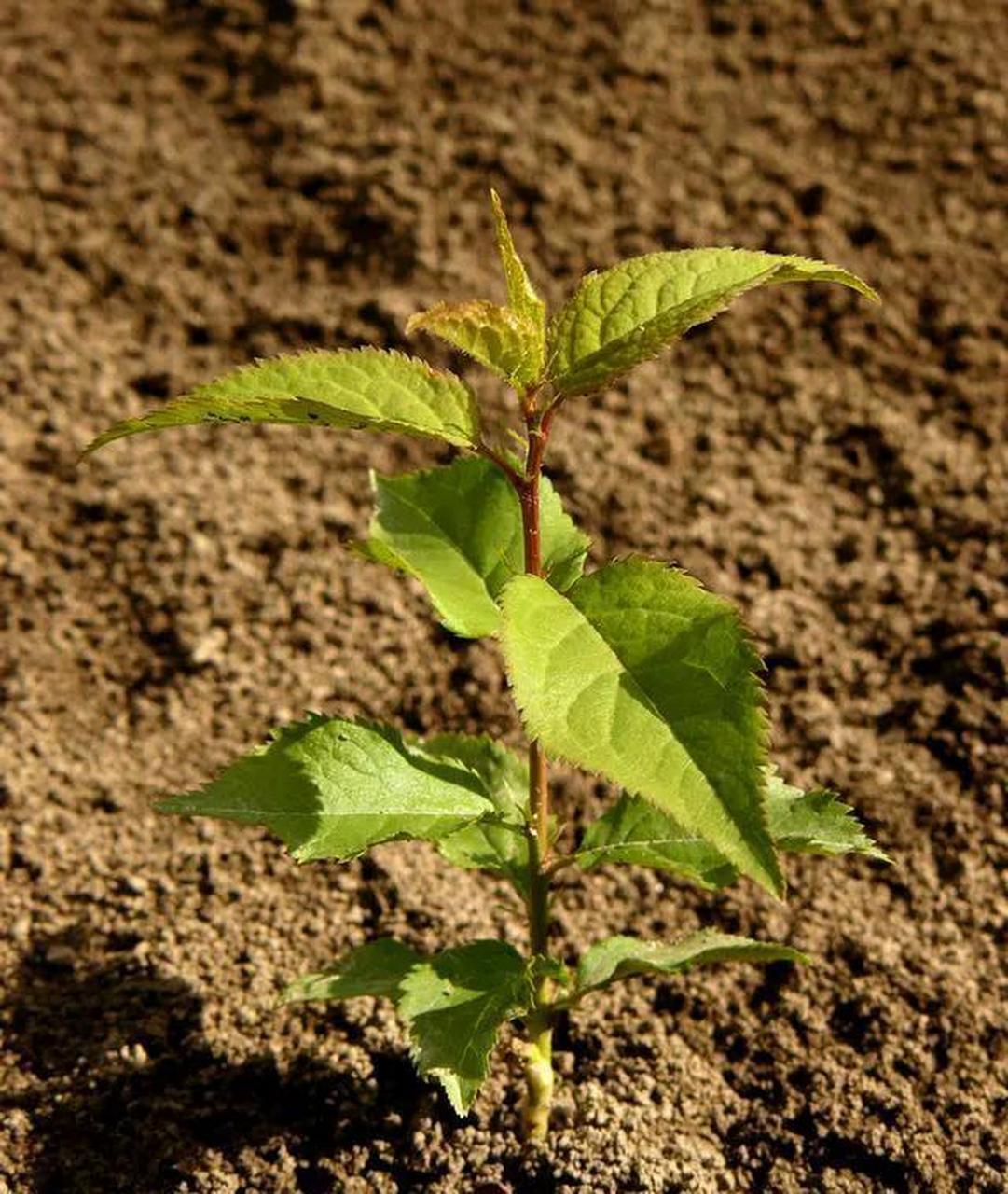 半,早上起床后,我照常走到窗前眺望俯视,突然看到一株杏树,杏花开过了