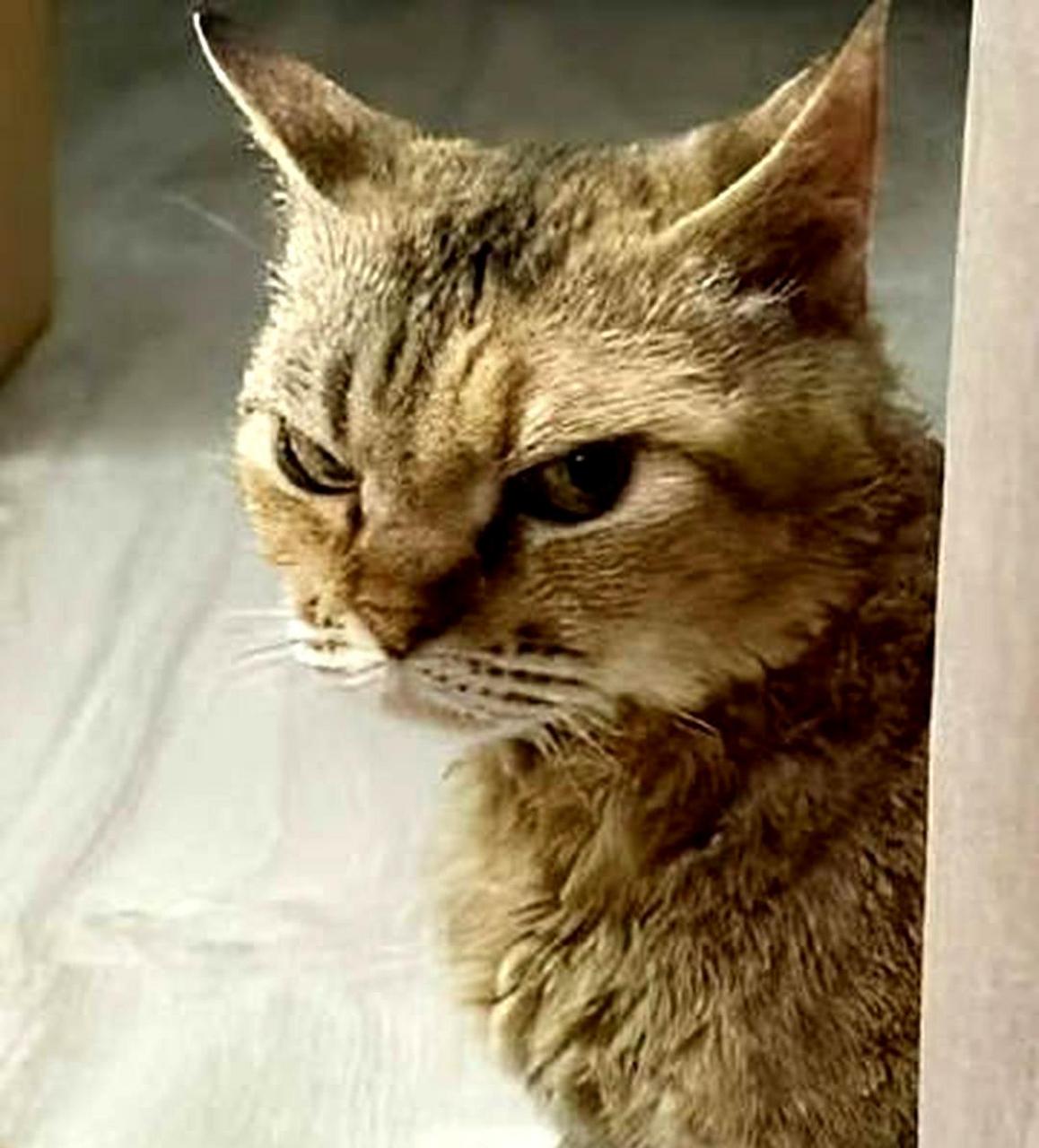 无法掩饰对一只猫的厌恶表情!