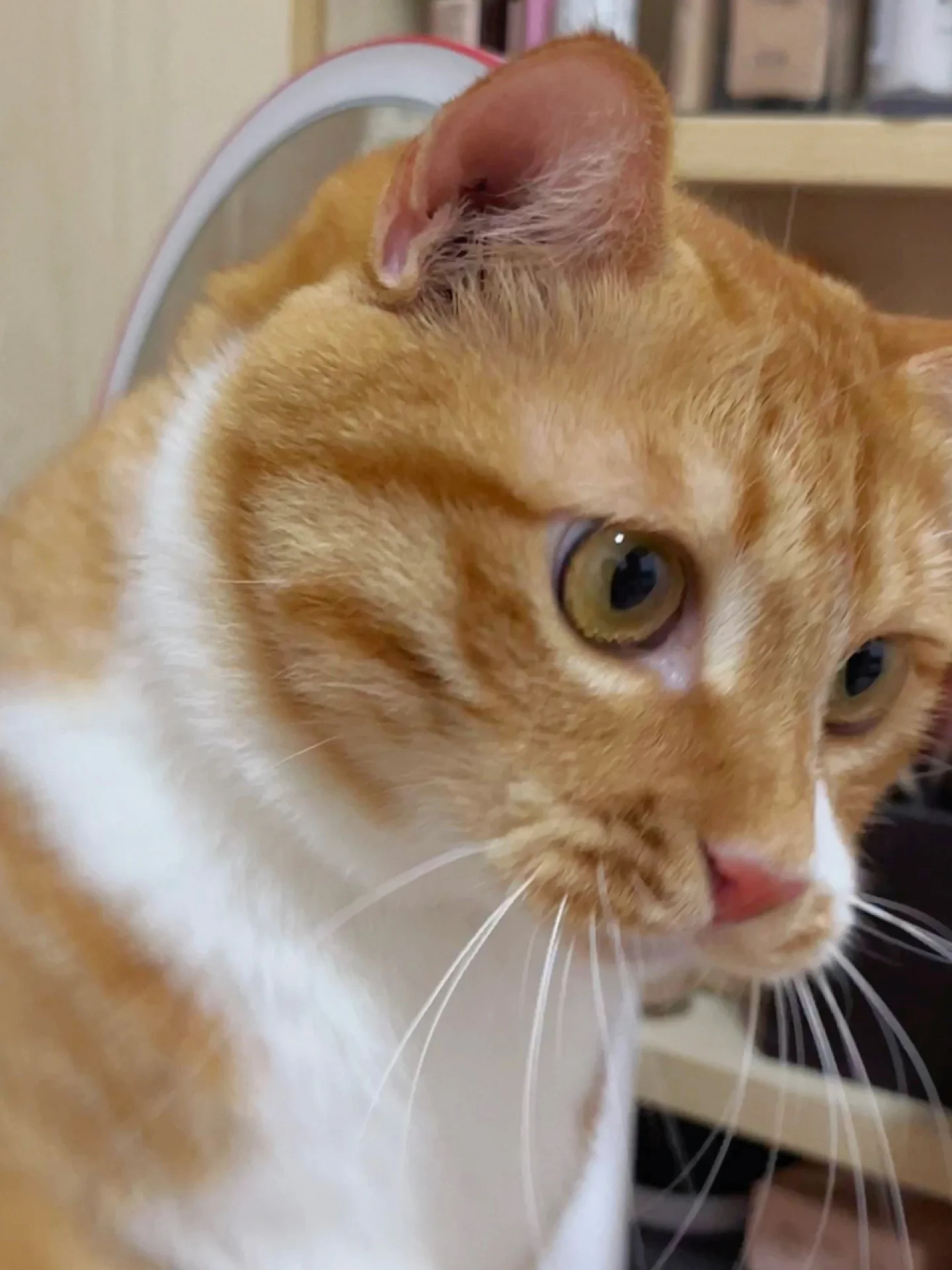 会有人喜欢嘴巴凸凸的小土猫吗  凸嘴小猫似乎有什么心事… 看他眉头